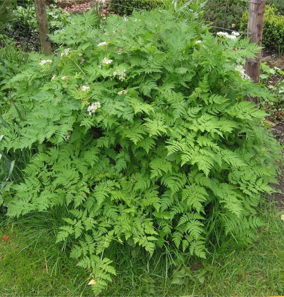 Pflanzenbild gross Süssdolde - Myrrhis odorata