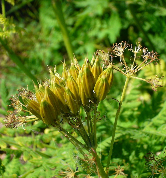 Pflanzenbild gross Süssdolde - Myrrhis odorata