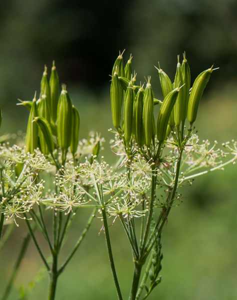 Pflanzenbild gross Süssdolde - Myrrhis odorata