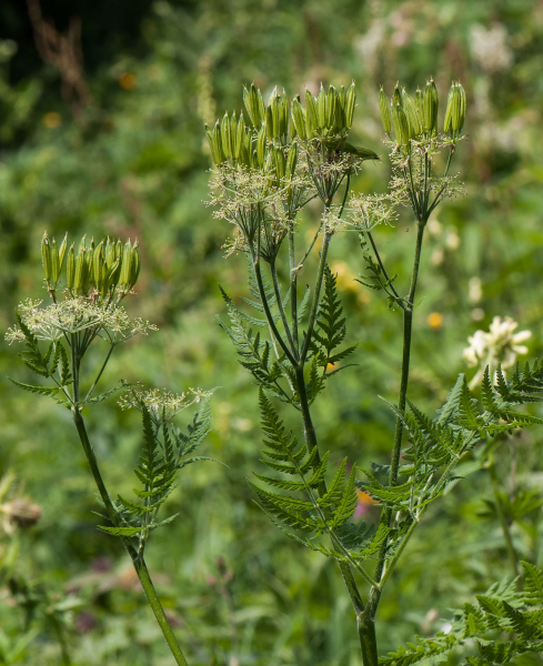 Pflanzenbild gross Süssdolde - Myrrhis odorata