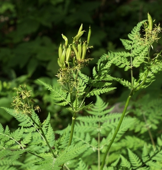 Pflanzenbild gross Süssdolde - Myrrhis odorata