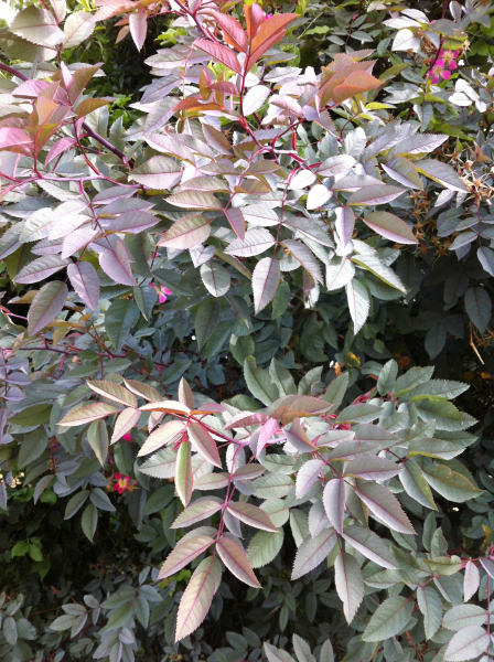 Pflanzenbild gross Bereifte Rose - Rosa glauca