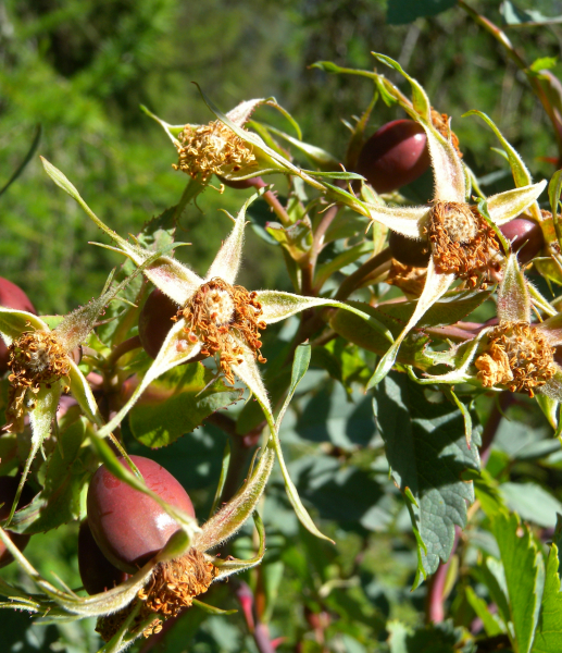 Pflanzenbild gross Bereifte Rose - Rosa glauca