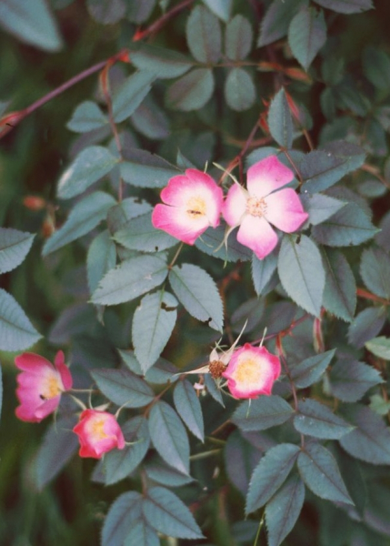 Pflanzenbild gross Bereifte Rose - Rosa glauca