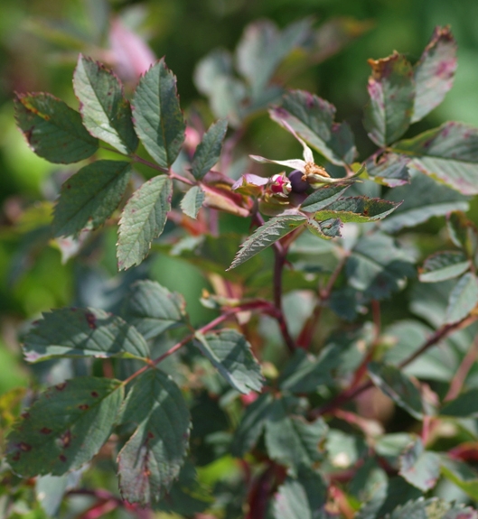 Pflanzenbild gross Bereifte Rose - Rosa glauca