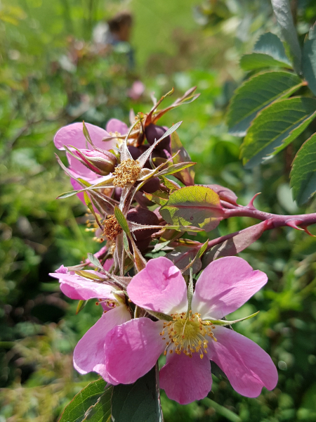 Pflanzenbild gross Bereifte Rose - Rosa glauca
