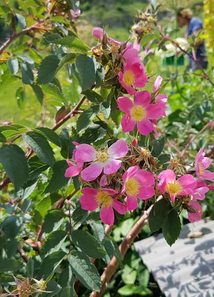 Pflanzenbild gross Bereifte Rose - Rosa glauca