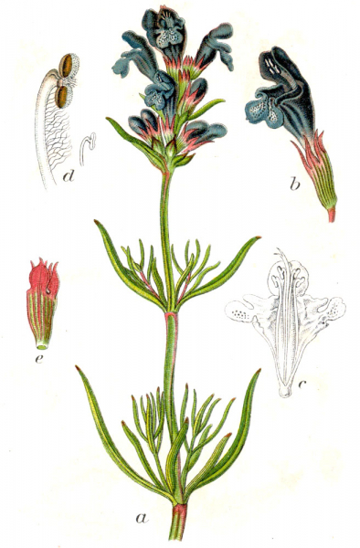 Pflanzenbild gross Berg-Drachenkopf - Dracocephalum ruyschiana