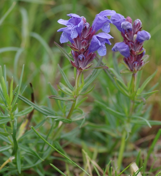 Pflanzenbild gross Berg-Drachenkopf - Dracocephalum ruyschiana