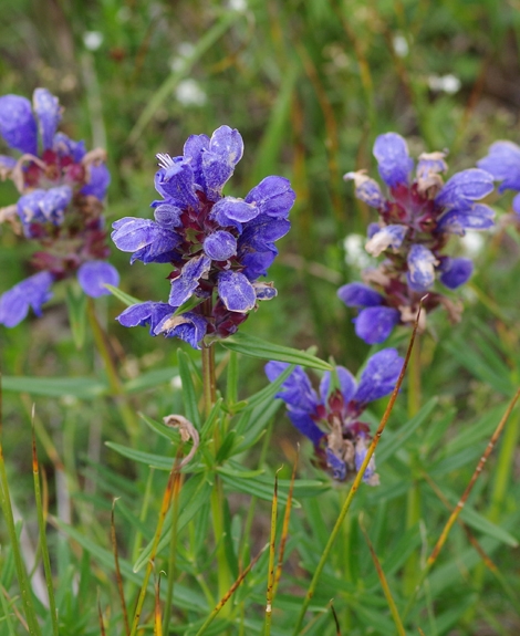 Pflanzenbild gross Berg-Drachenkopf - Dracocephalum ruyschiana