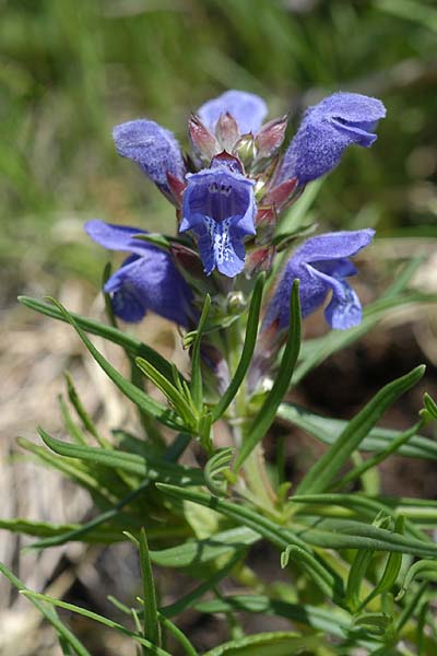 Pflanzenbild gross Berg-Drachenkopf - Dracocephalum ruyschiana