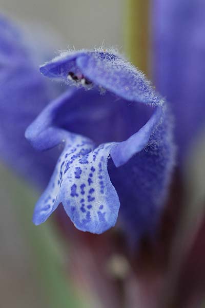 Pflanzenbild gross Berg-Drachenkopf - Dracocephalum ruyschiana