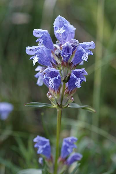 Pflanzenbild gross Berg-Drachenkopf - Dracocephalum ruyschiana