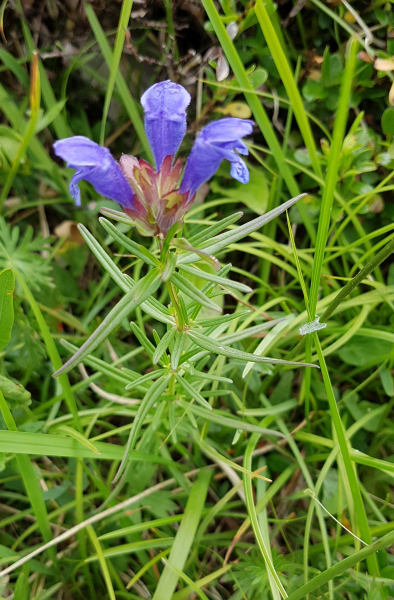 Pflanzenbild gross Berg-Drachenkopf - Dracocephalum ruyschiana