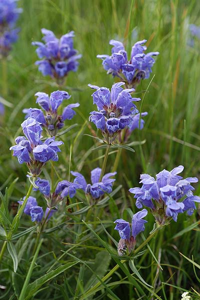 Pflanzenbild gross Berg-Drachenkopf - Dracocephalum ruyschiana