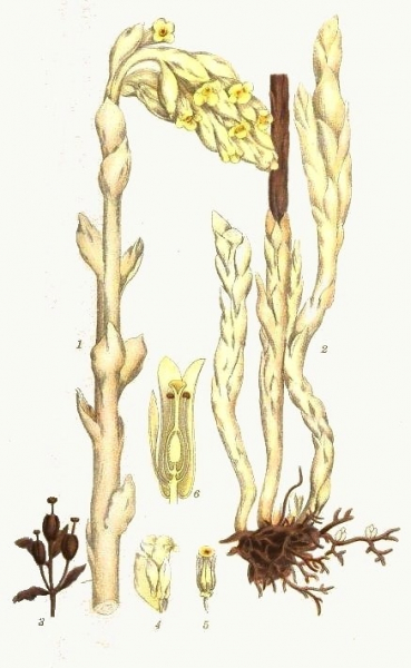 Pflanzenbild gross Fichtenspargel - Monotropa hypopitys aggr.