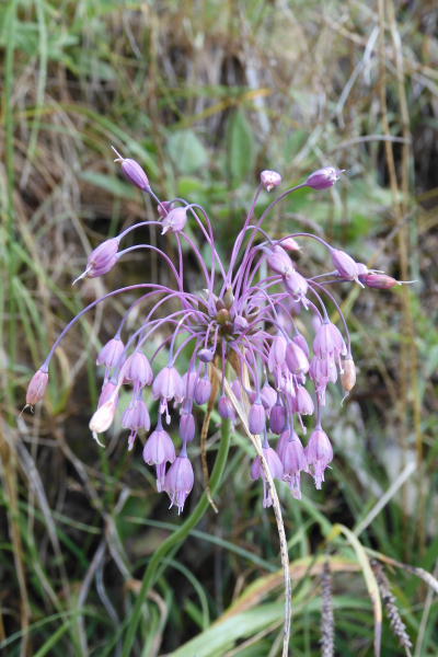 Pflanzenbild gross Gewöhnlicher Gekielter Lauch - Allium carinatum subsp. carinatum
