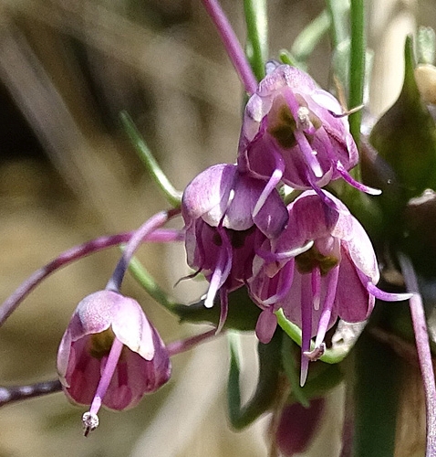 Pflanzenbild gross Gewöhnlicher Gekielter Lauch - Allium carinatum subsp. carinatum