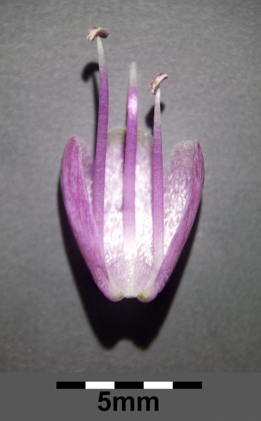 Pflanzenbild gross Gewöhnlicher Gekielter Lauch - Allium carinatum subsp. carinatum