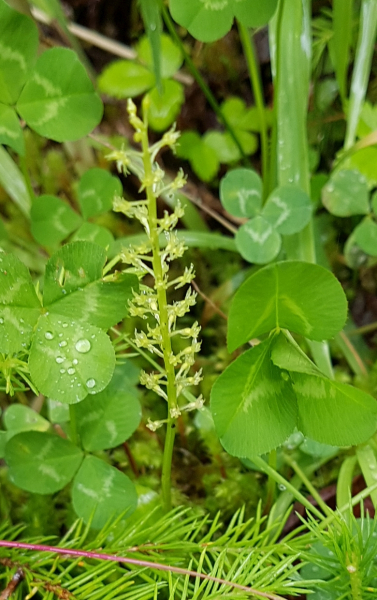 Pflanzenbild gross Einblatt - Malaxis monophyllos