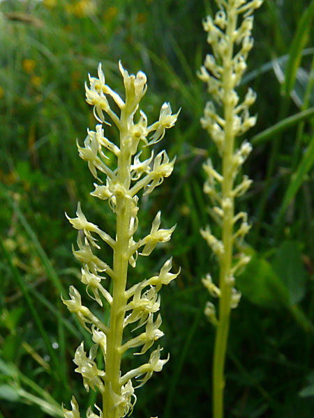 Pflanzenbild gross Einblatt - Malaxis monophyllos