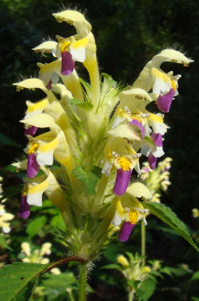 Pflanzenbild gross Bunter Hohlzahn - Galeopsis speciosa