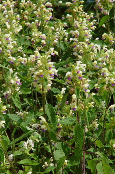 Pflanzenbild gross Bunter Hohlzahn - Galeopsis speciosa