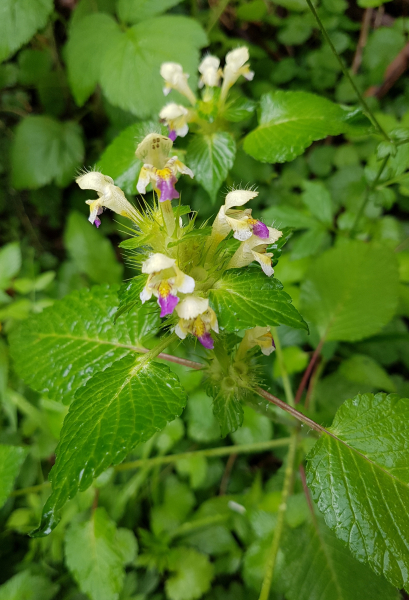 Pflanzenbild gross Bunter Hohlzahn - Galeopsis speciosa