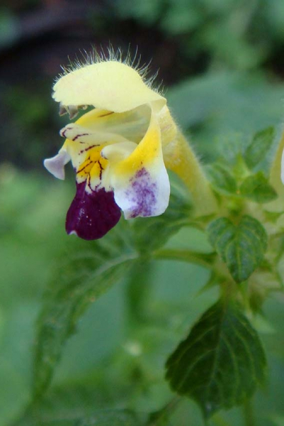 Pflanzenbild gross Bunter Hohlzahn - Galeopsis speciosa