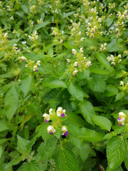 Pflanzenbild gross Bunter Hohlzahn - Galeopsis speciosa