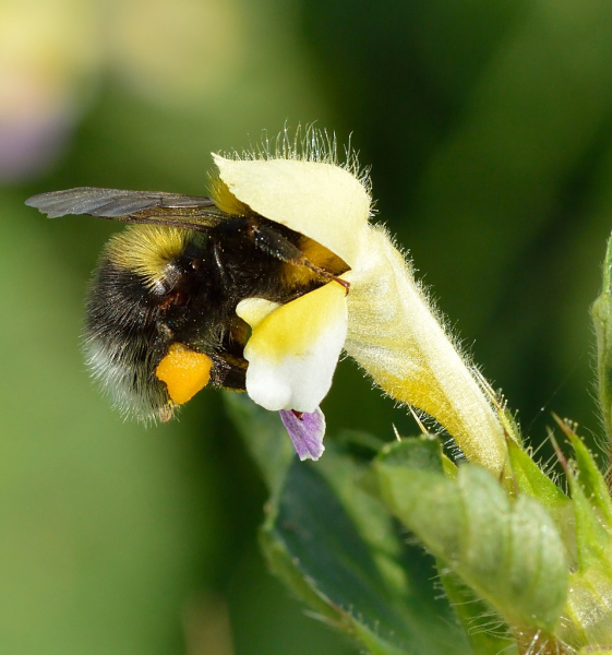 Pflanzenbild gross Bunter Hohlzahn - Galeopsis speciosa