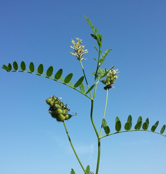 Pflanzenbild gross Kichererbsen-Tragant - Astragalus cicer