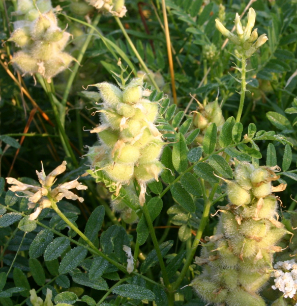Pflanzenbild gross Kichererbsen-Tragant - Astragalus cicer