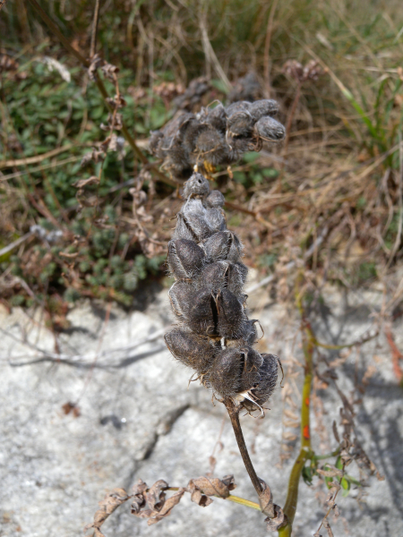 Pflanzenbild gross Kichererbsen-Tragant - Astragalus cicer