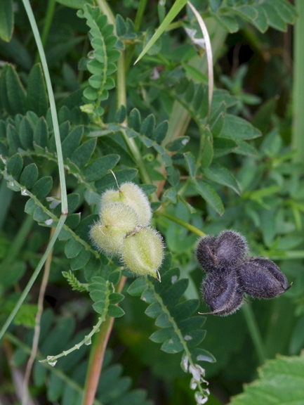 Pflanzenbild gross Kichererbsen-Tragant - Astragalus cicer