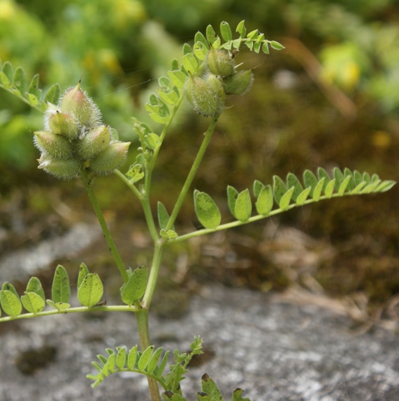 Pflanzenbild gross Kichererbsen-Tragant - Astragalus cicer