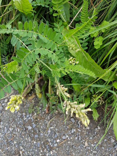 Pflanzenbild gross Kichererbsen-Tragant - Astragalus cicer