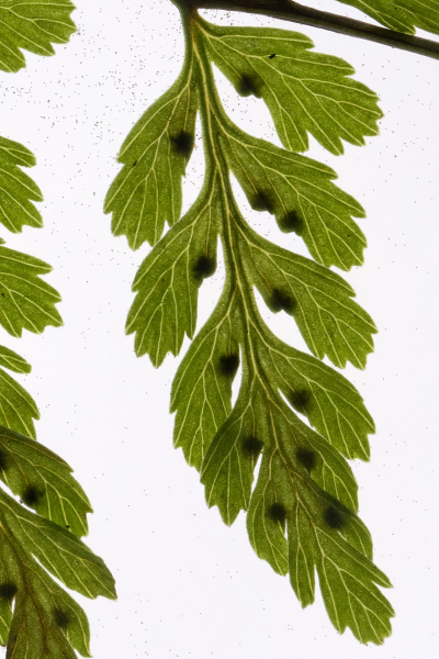 Pflanzenbild gross Zerbrechlicher Blasenfarn - Cystopteris fragilis