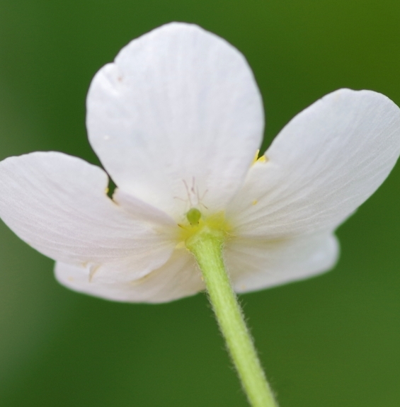 Pflanzenbild gross Eisenhutblättriger Hahnenfuss - Ranunculus aconitifolius