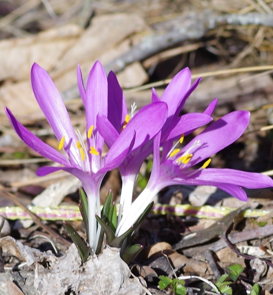 Pflanzenbild gross Lichtblume - Bulbocodium vernum