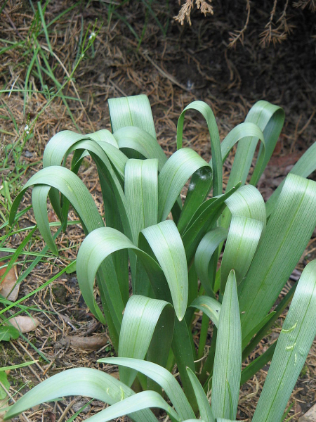 Pflanzenbild gross Lichtblume - Bulbocodium vernum