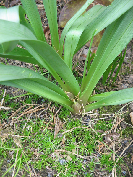 Pflanzenbild gross Lichtblume - Bulbocodium vernum