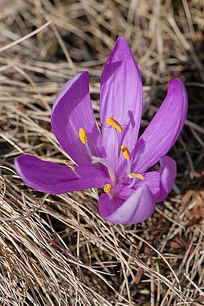 Pflanzenbild gross Lichtblume - Bulbocodium vernum