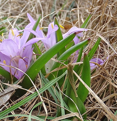 Pflanzenbild gross Lichtblume - Bulbocodium vernum