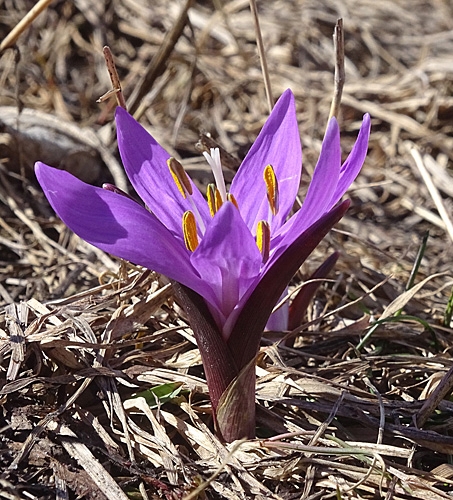 Pflanzenbild gross Lichtblume - Bulbocodium vernum