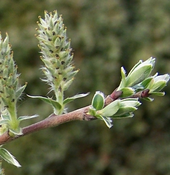 Pflanzenbild gross Moor-Weide - Salix repens