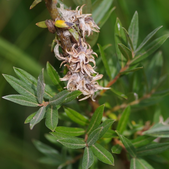 Pflanzenbild gross Moor-Weide - Salix repens