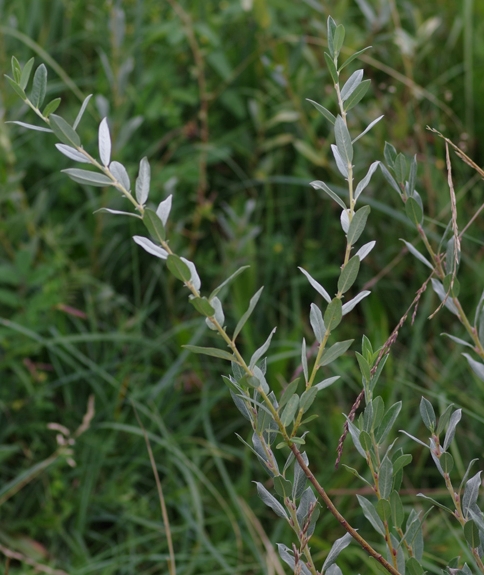 Pflanzenbild gross Moor-Weide - Salix repens