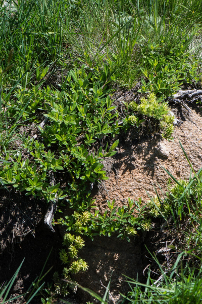 Pflanzenbild gross Moor-Weide - Salix repens