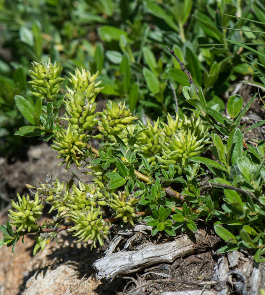Pflanzenbild gross Moor-Weide - Salix repens